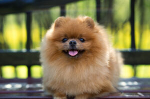 exclusivepoms