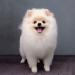 pomeranian-dog-after-visiting-grooming-salon