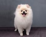 pomeranian-dog-after-visiting-grooming-salon