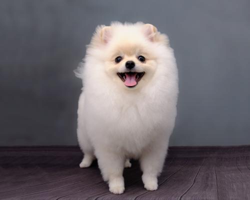 pomeranian-dog-after-visiting-grooming-salon