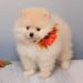 very-cute-fluffy-pomeranian-puppy-dog