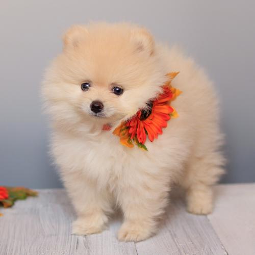 very-cute-fluffy-pomeranian-puppy-dog