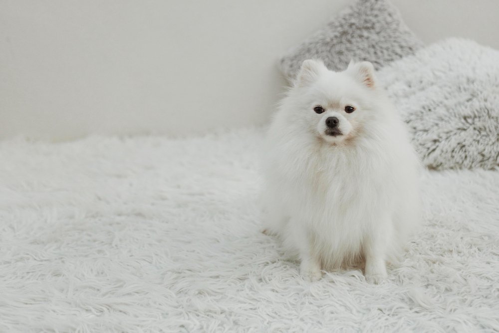 white standard Pomeranian