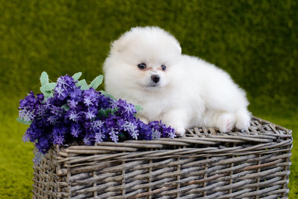 Pomeranian Puppies