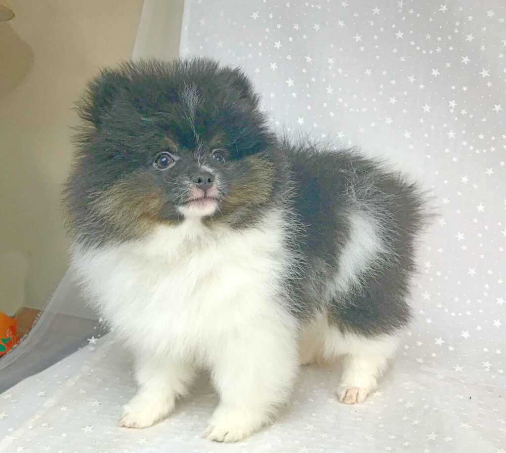 exclusivepoms