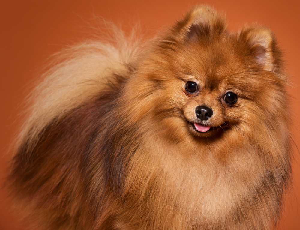 pom