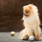 exclusivepoms