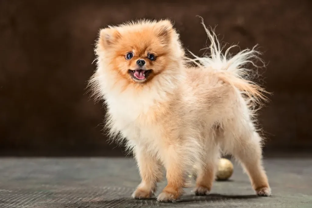 Chocolate-Parti-Pomeranian